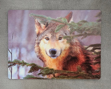 11892 3DP Gray Wolf in Pines Postcard