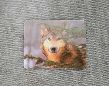 11892 3DM Gray Wolf in Pines Magnet