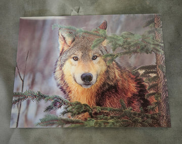 11892 3DF Gray Wolf in Pines Poster