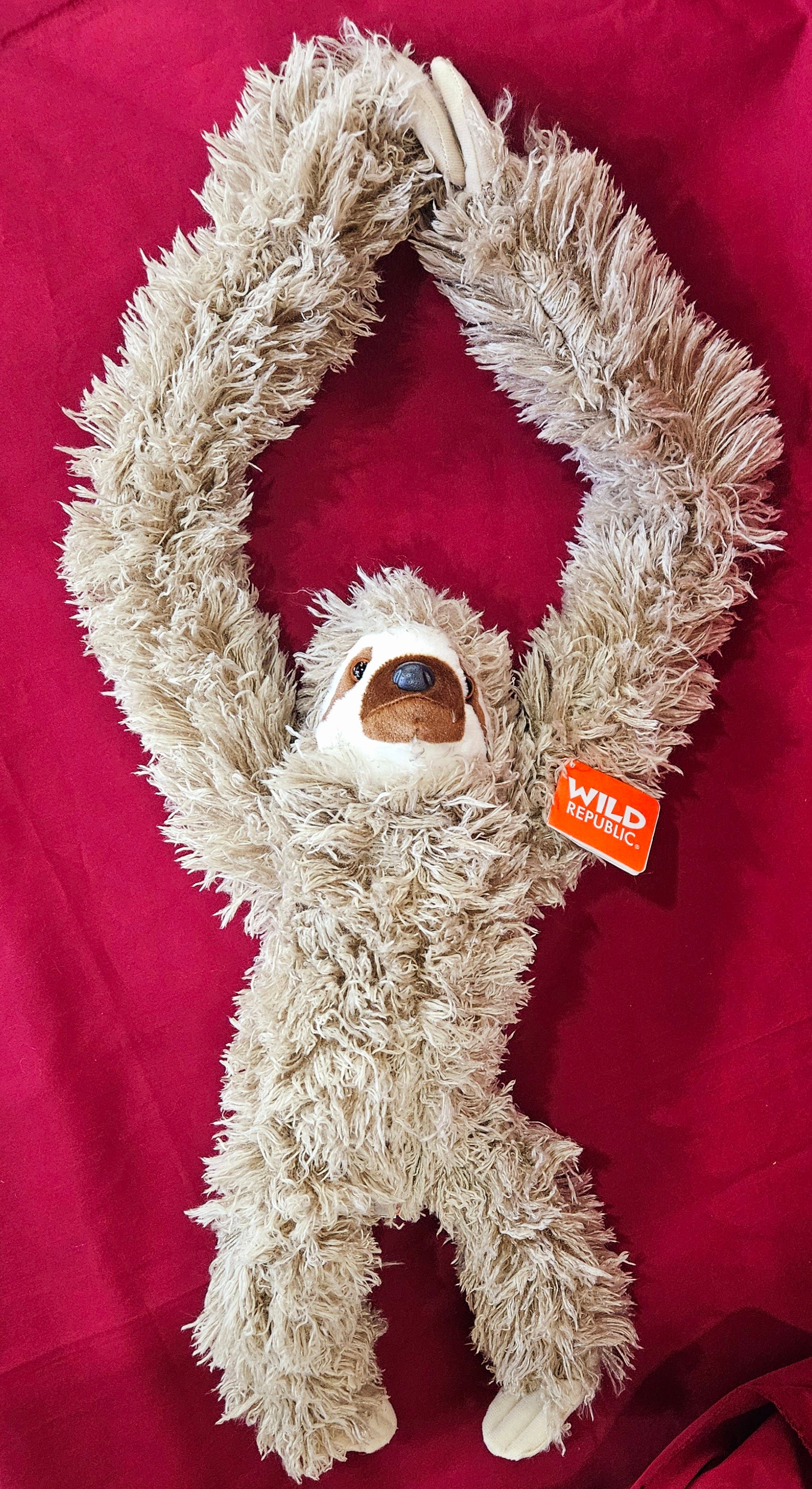 16387 Hanging Three Toed Sloth