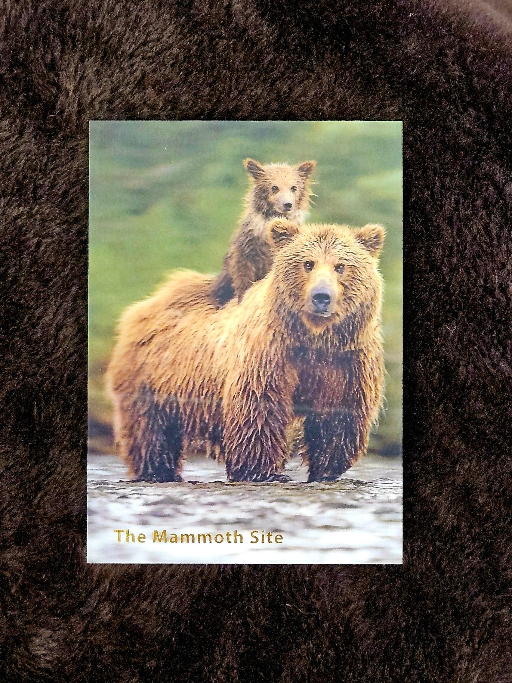 AC1066 Bear Brown and Cub Postcard