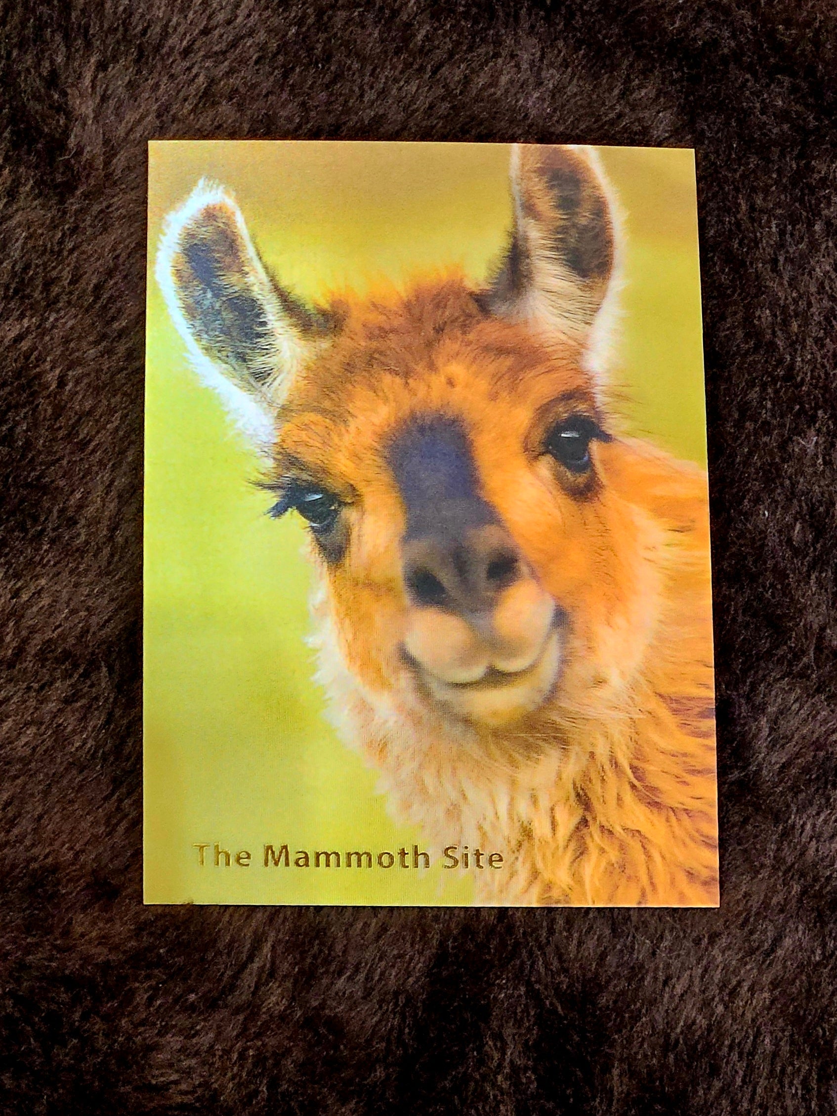 AC0737 Llama Postcard