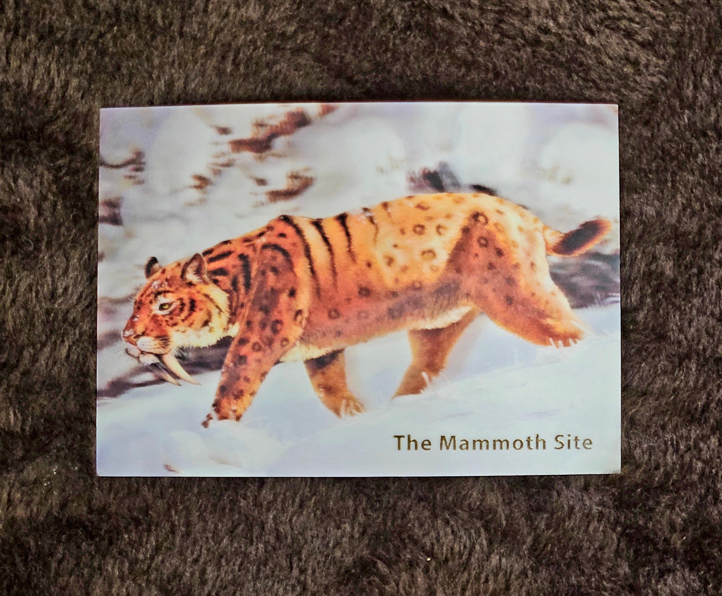 AC0416 Sabertooth Postcard