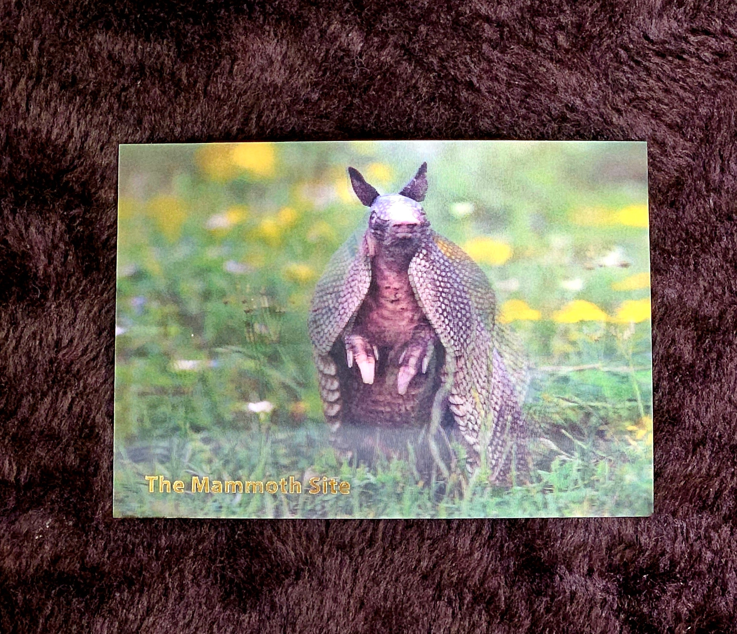 AC0802 Armadillo Postcard