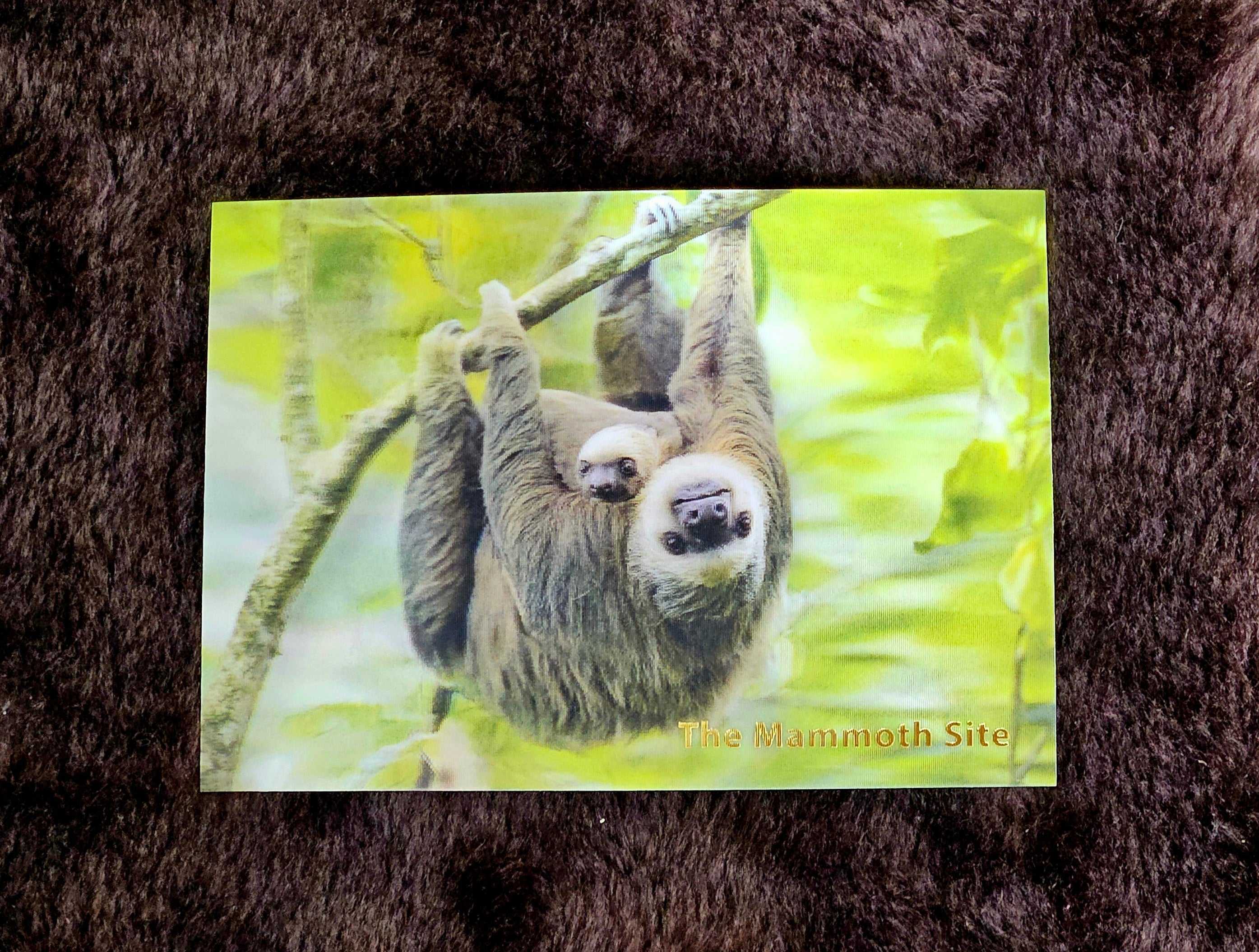 AC1086 Sloth Mother and Young