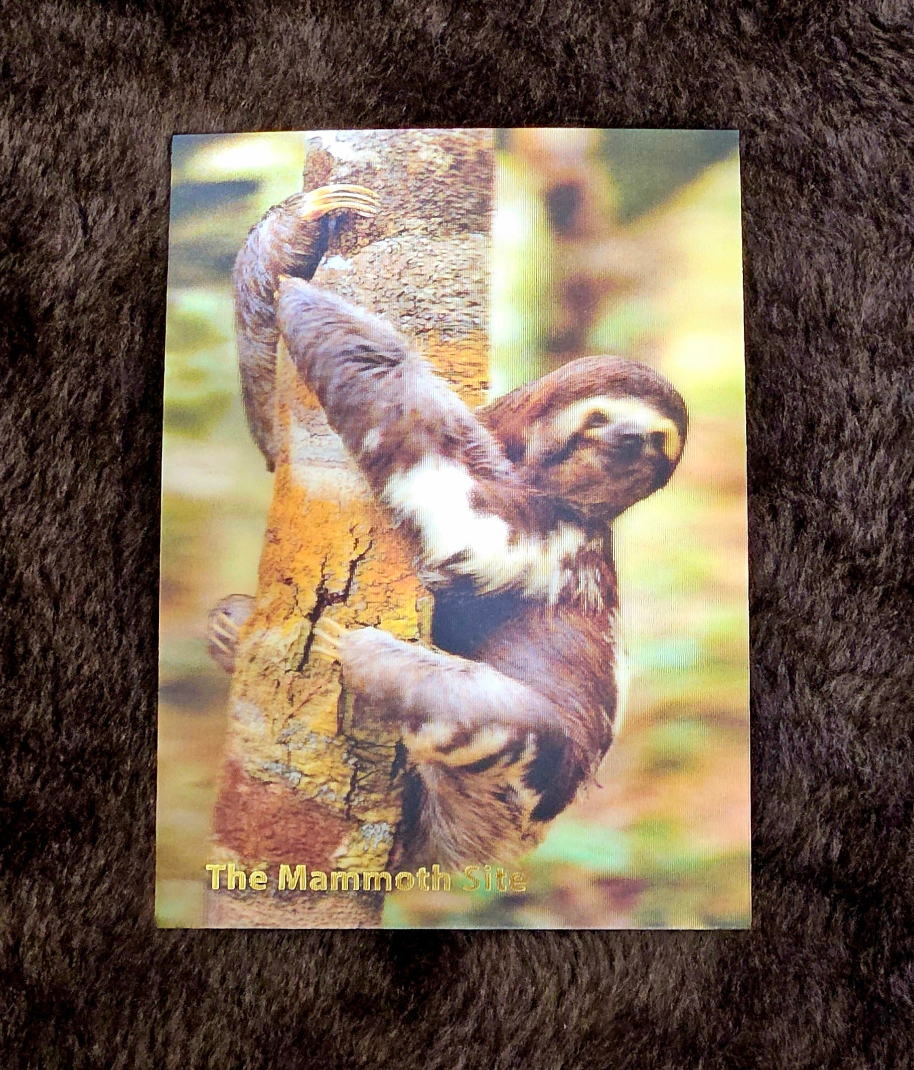 AC0887 Pale Throated Sloth Postcard