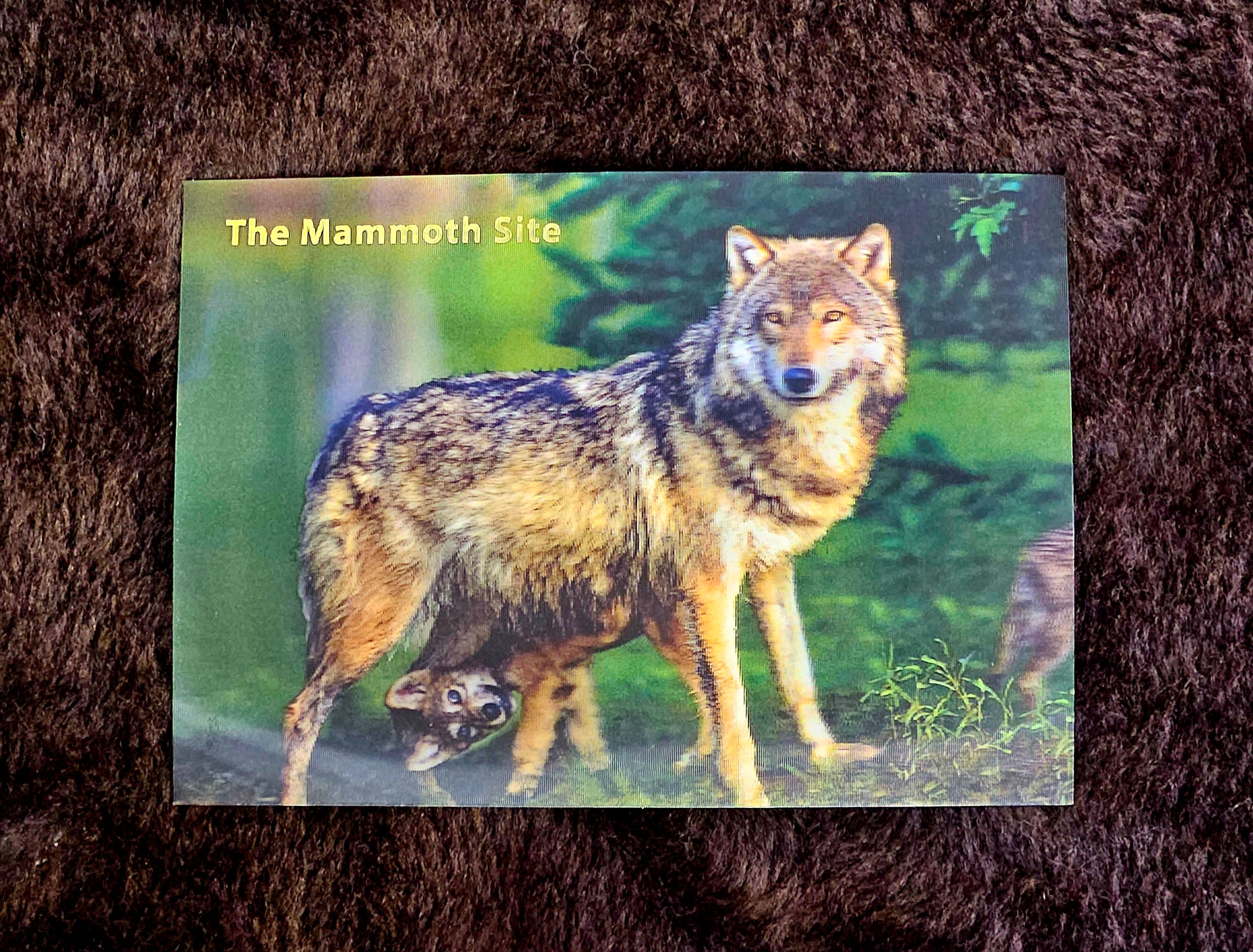 AC0720 Wolf and Pup Postcard
