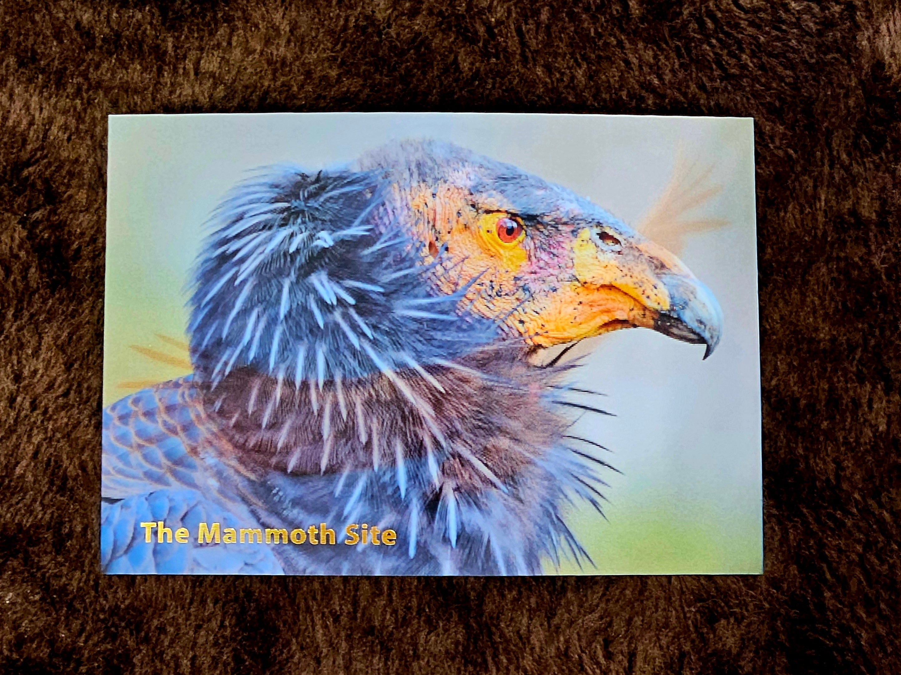 AC0903 Condor Postcard