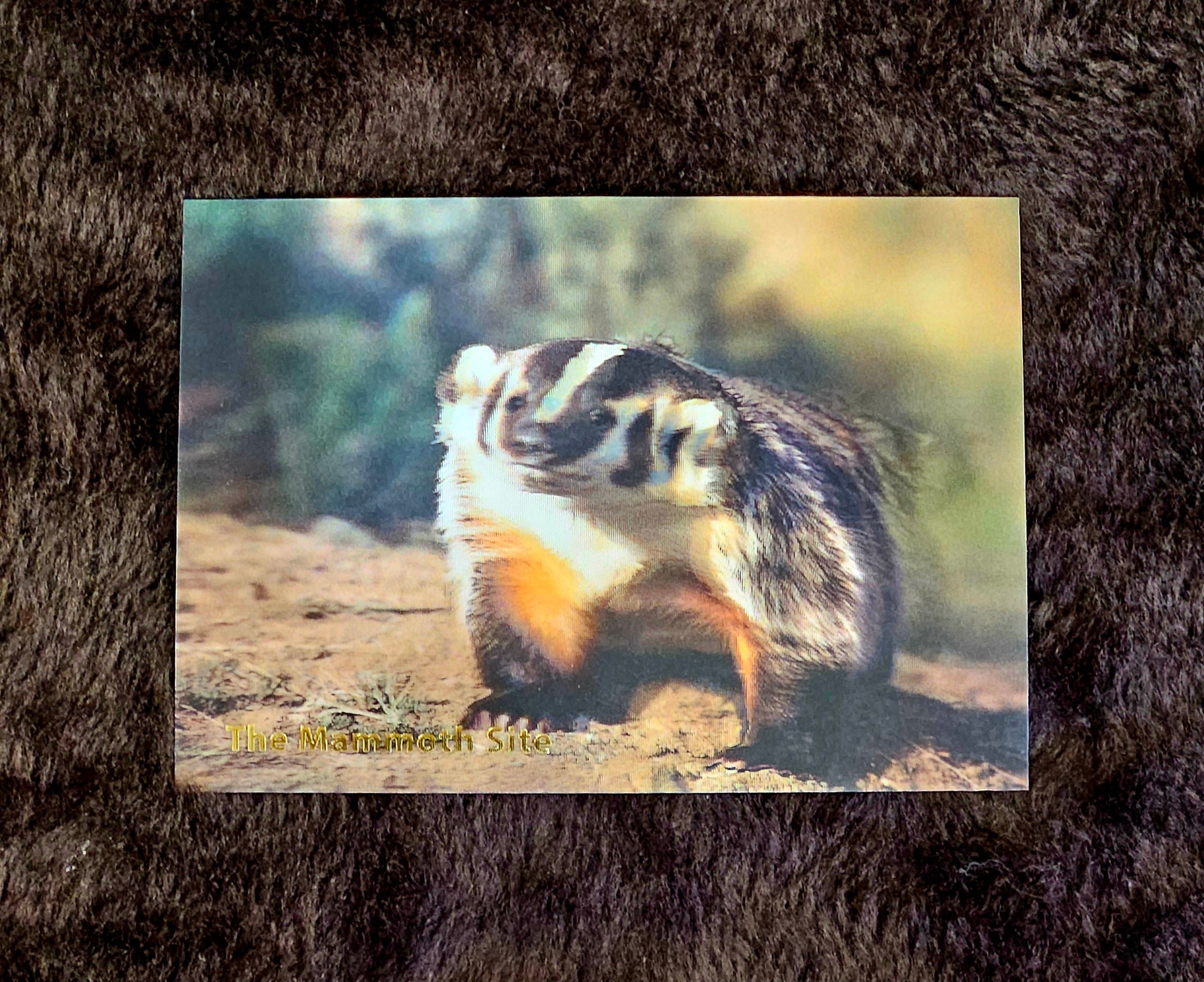 AC0885 Badger Postcard
