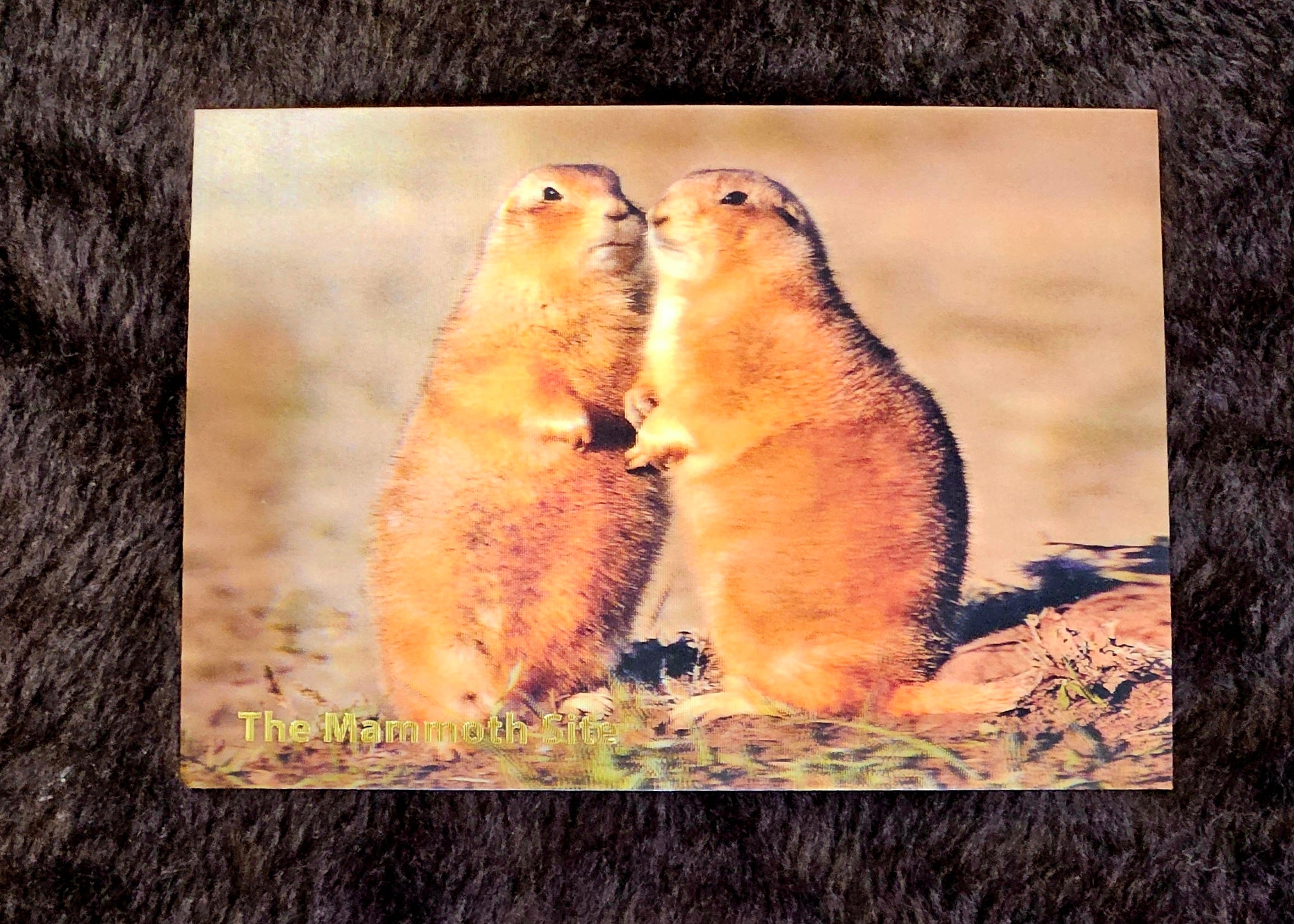 AC0904 Prairie Dogs Postcard
