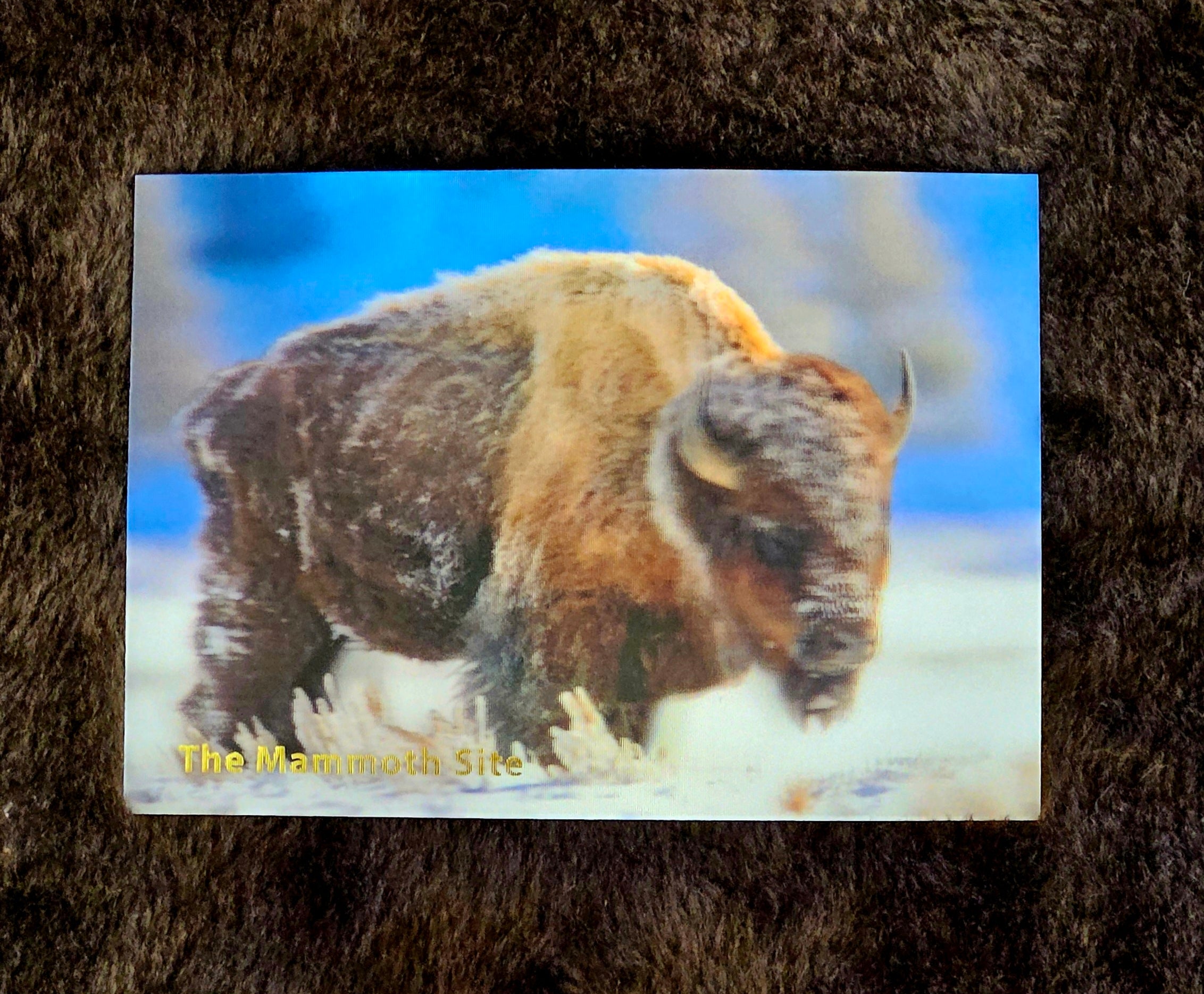 AC0342 Bison in Snow Postcard