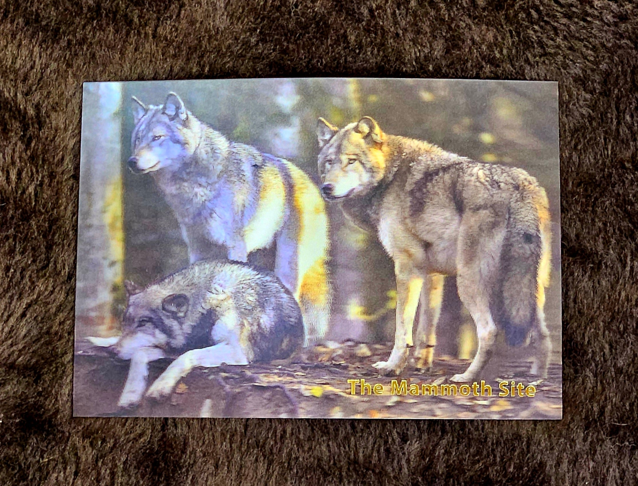 AC0845 Wolf Pack Postcard