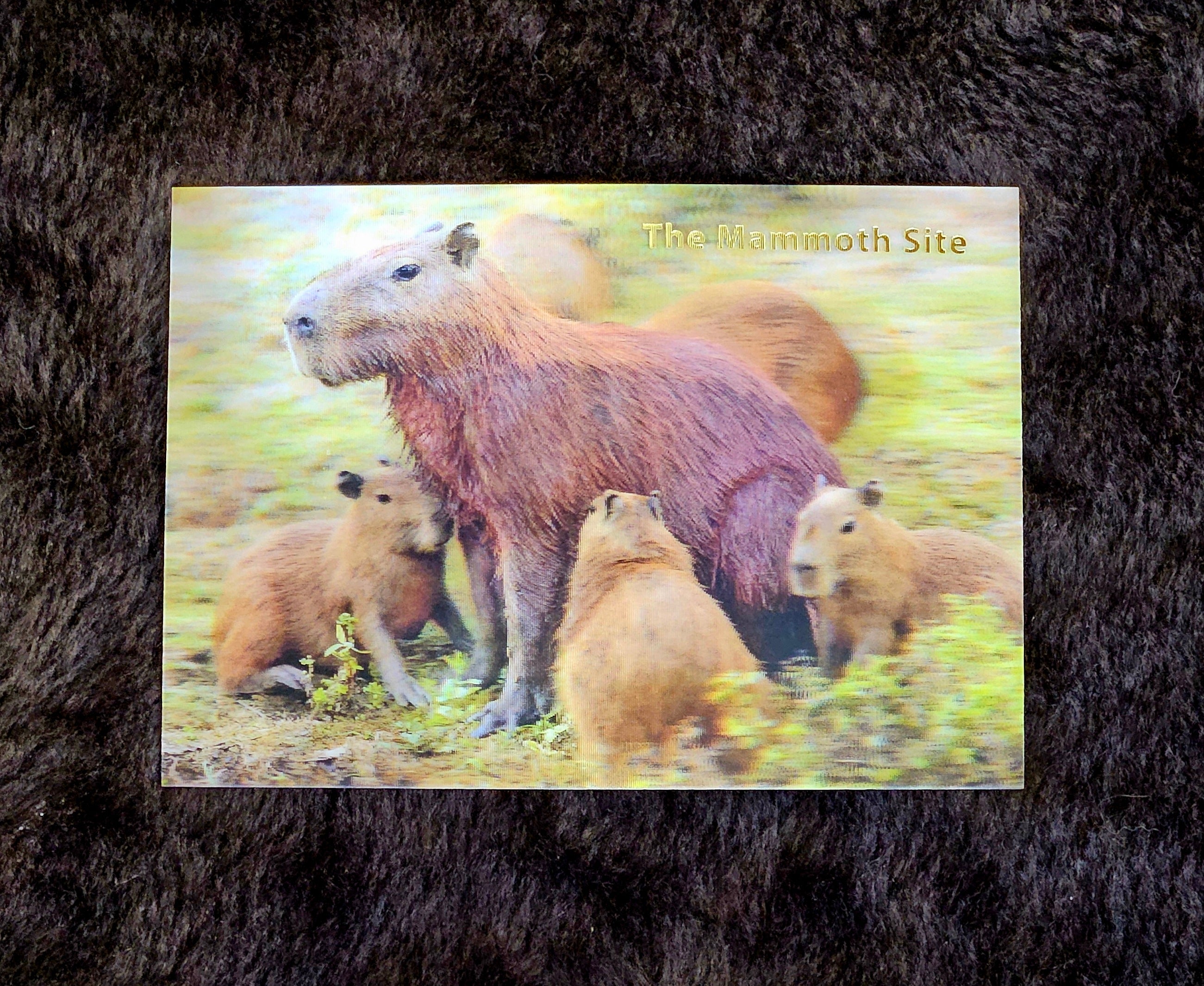 AC1073 Capybara Postcard