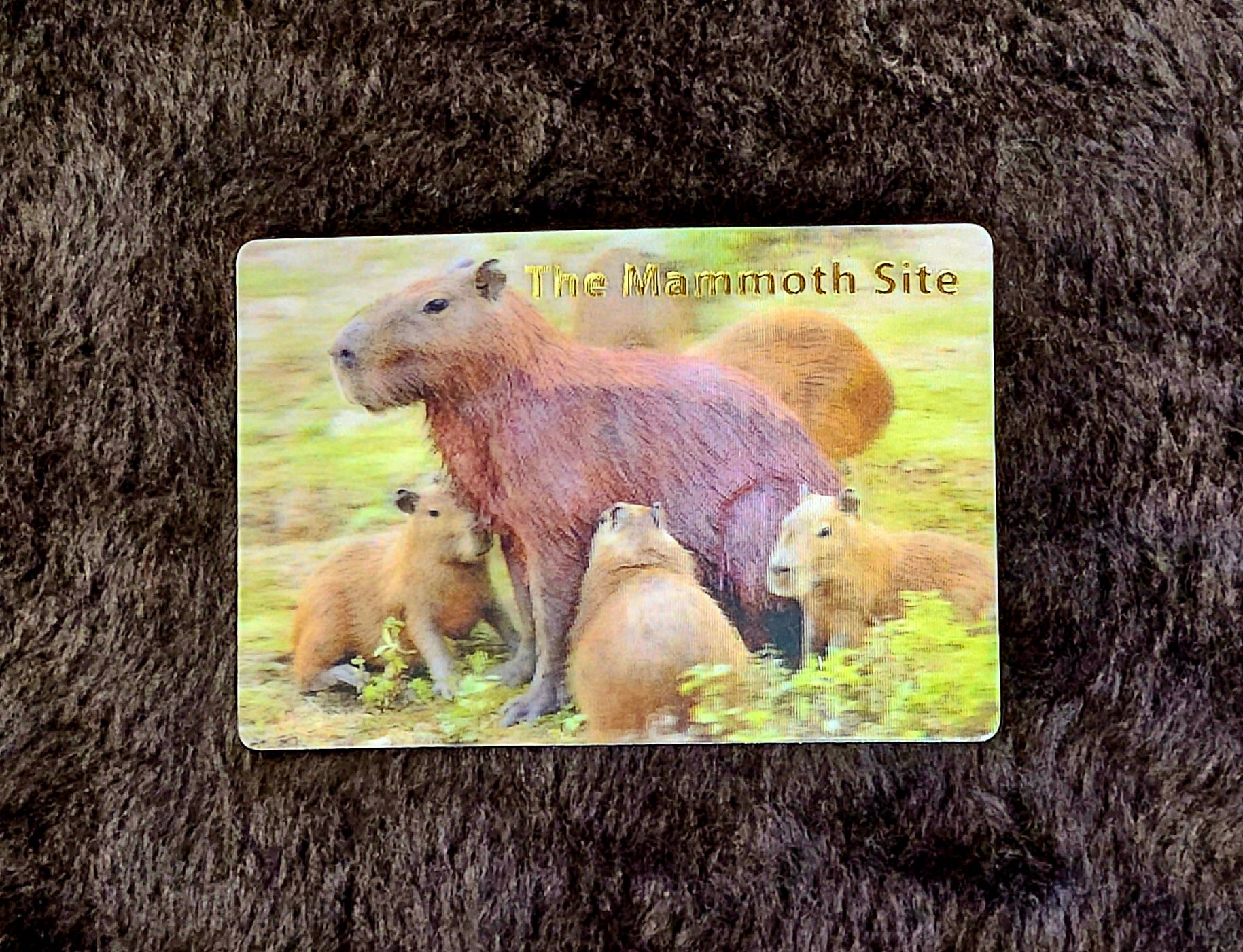 MG0246 Capybara Magnet