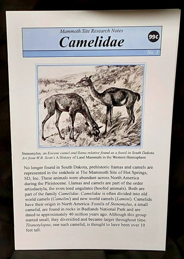 Research Notes #3 Camelidae