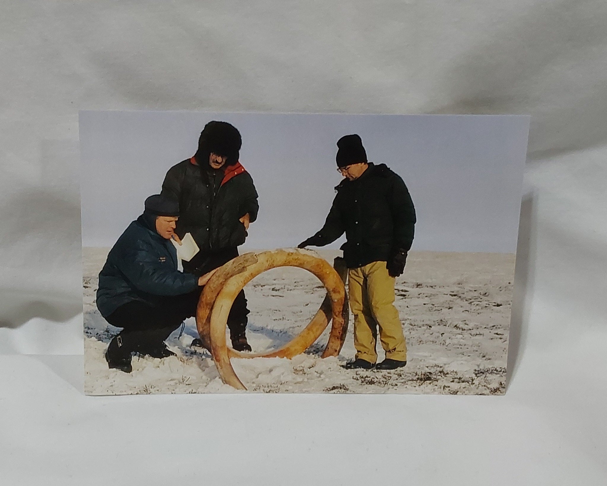 Scientists & Tusks Postcard