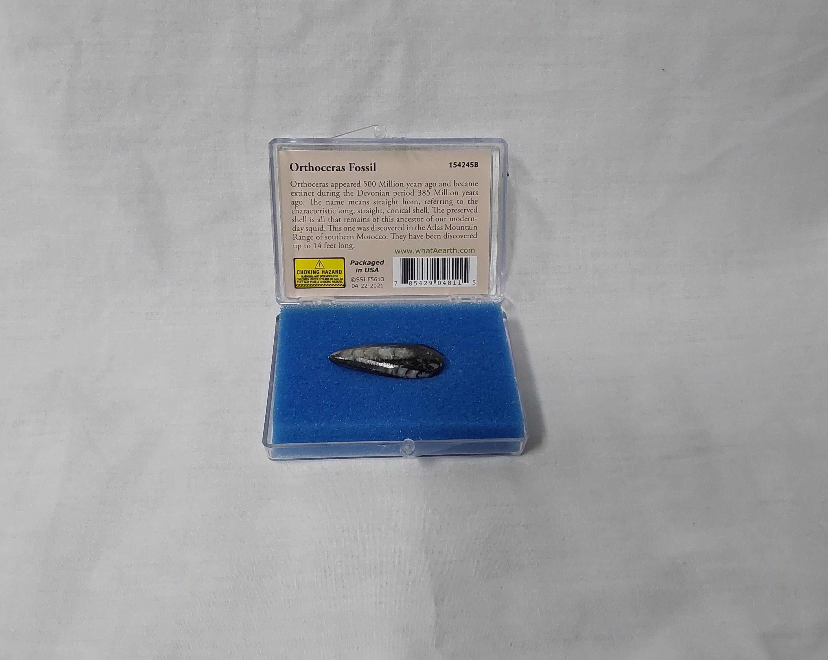 Orthoceras Fossil 154245B