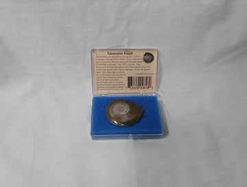 Ammonite Fossil 154608B