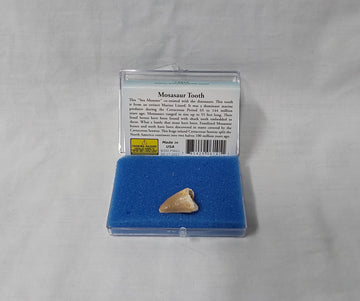 Mosasaur Tooth Fossil 1584B