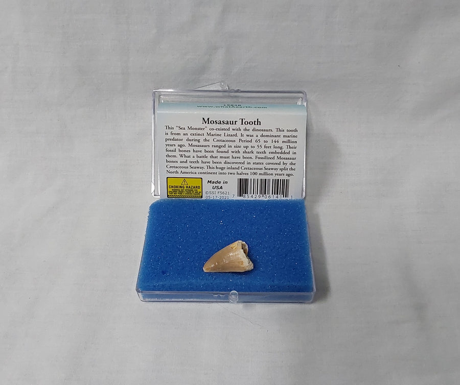 Mosasaur Tooth Fossil 1584B