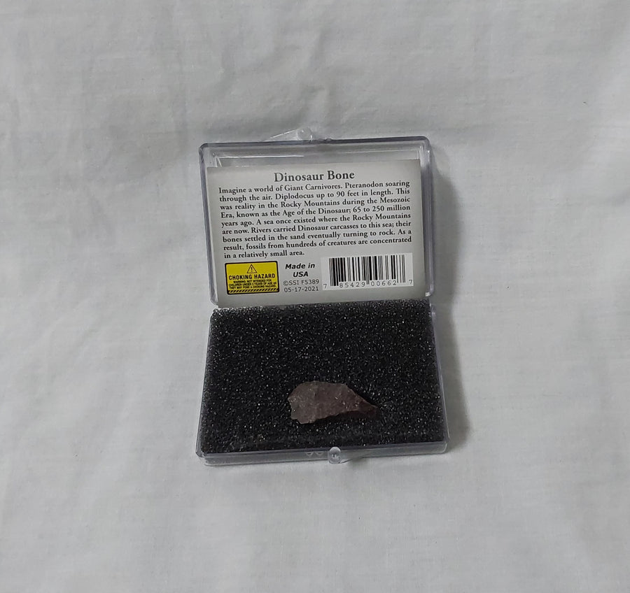 Dinosaur Bone 1586BN