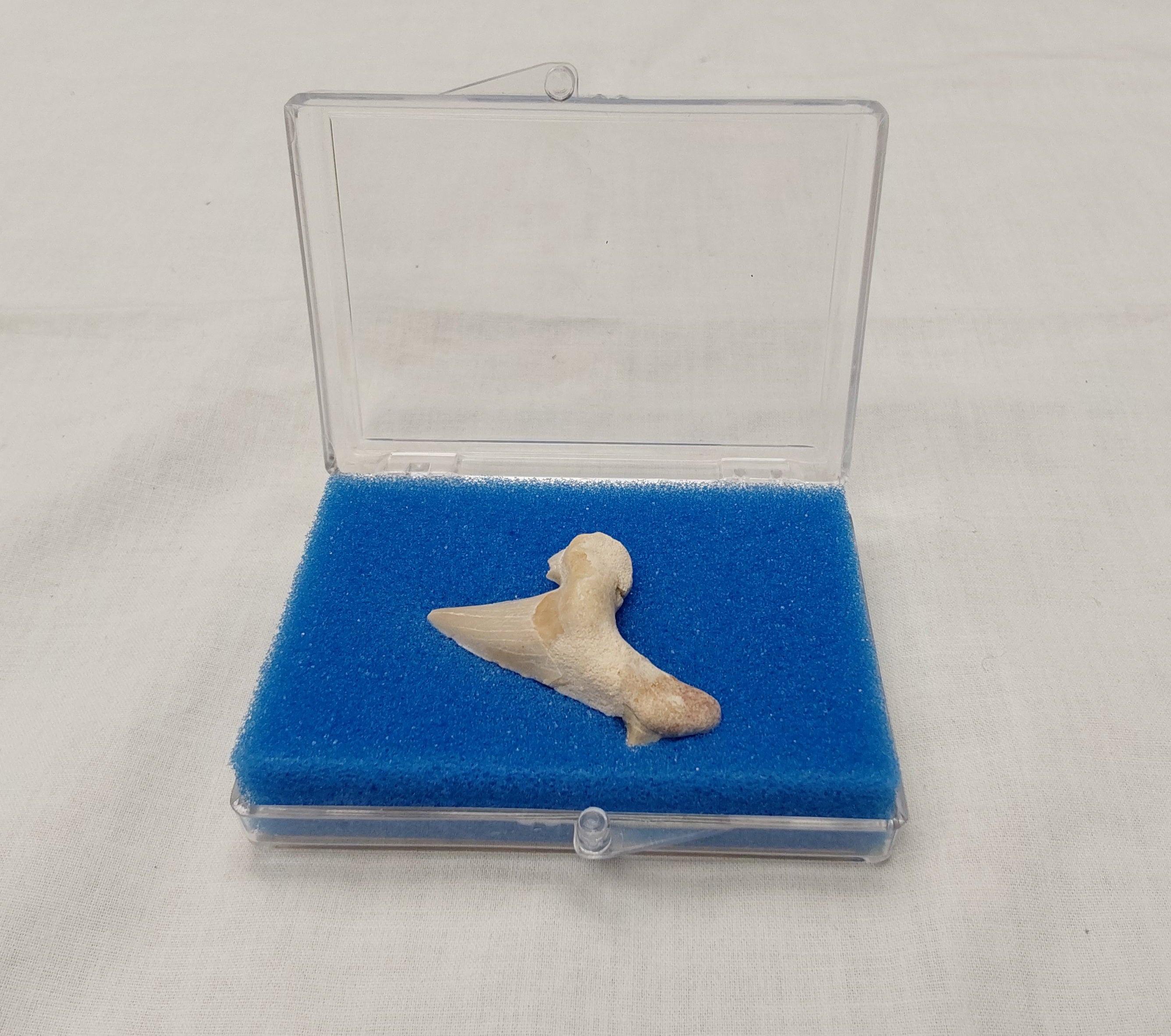 Shark Tooth Fossil 1553B