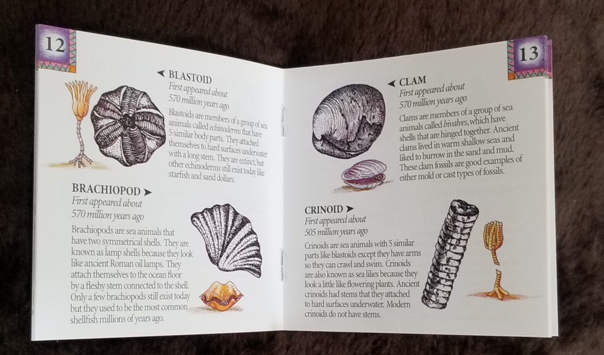 Dig Into Fossils Book 