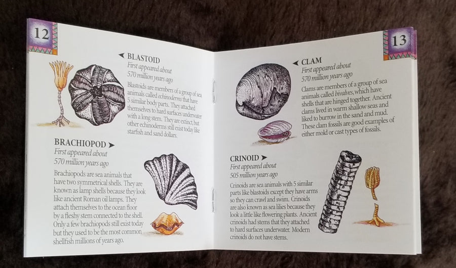 Dig Into Fossils Book #BF